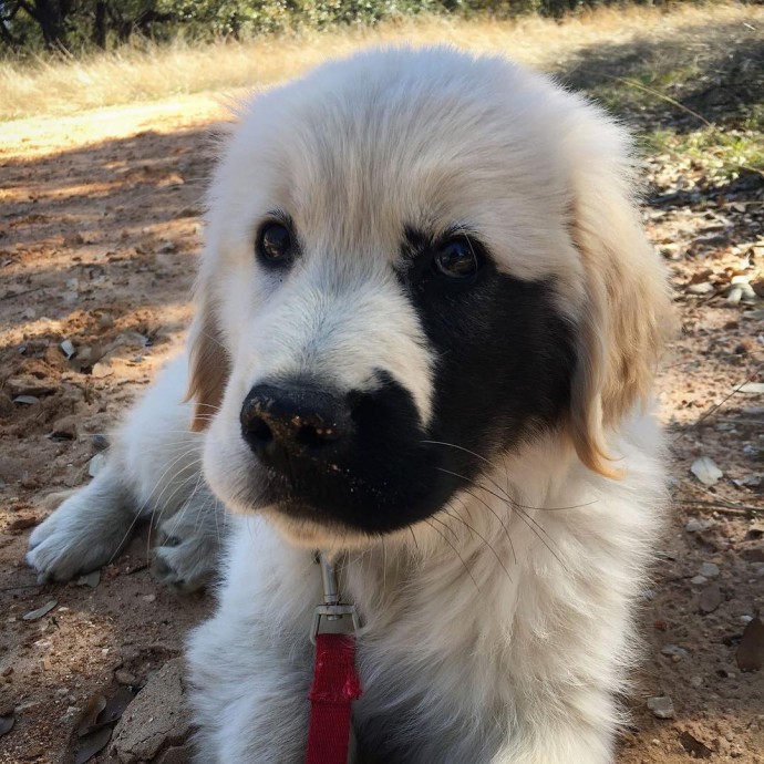 Enzo, the Adorable Freckled Golden Retriever Who Stole Instagram Users' Hearts Globally