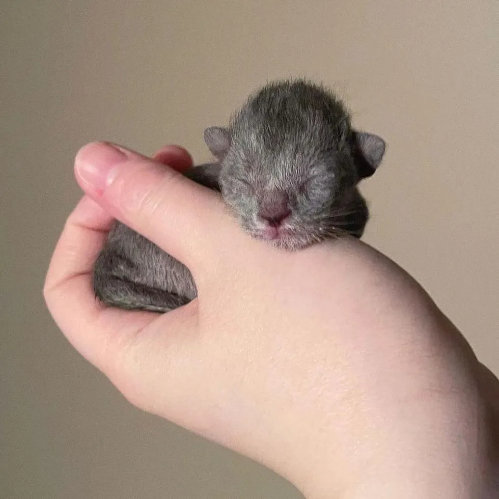 “From Miniature Marvel to Adorable Cat: Witness the Transformative Journey of a Salt-and-Pepper Kitten” - FRESHNEW