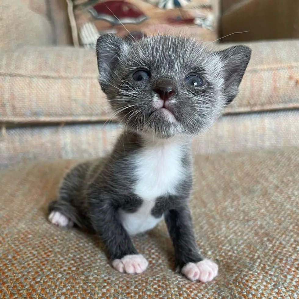 “From Miniature Marvel to Adorable Cat: Witness the Transformative Journey of a Salt-and-Pepper Kitten” - FRESHNEW