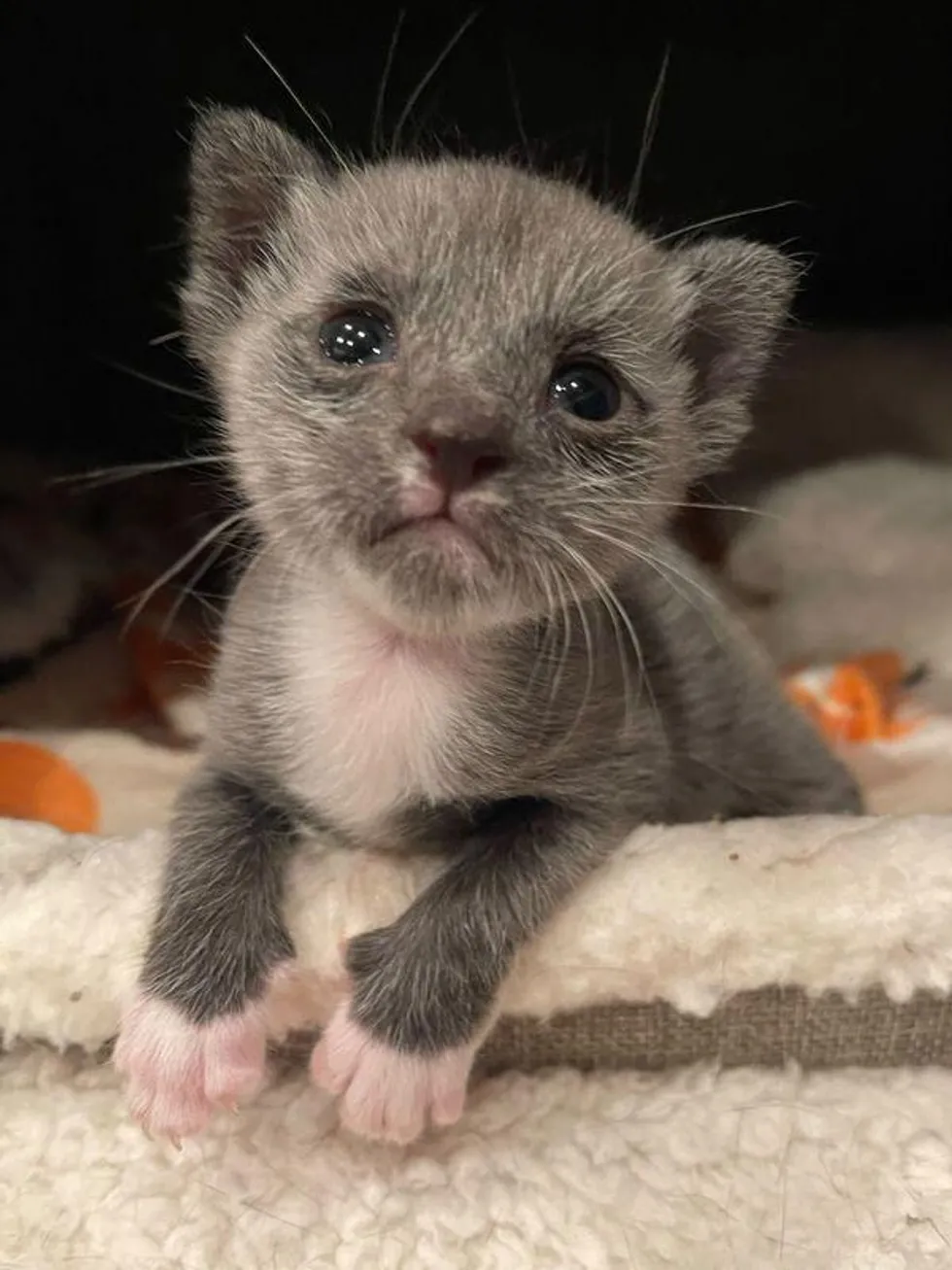 “From Miniature Marvel to Adorable Cat: Witness the Transformative Journey of a Salt-and-Pepper Kitten” - FRESHNEW