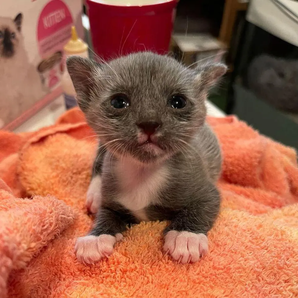 “From Miniature Marvel to Adorable Cat: Witness the Transformative Journey of a Salt-and-Pepper Kitten” - FRESHNEW