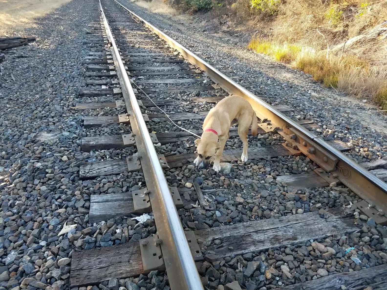 "A Hero's Tale: How One Man's Kindness Rescued a Helpless Dog from Certain Peril" - vnxaluan