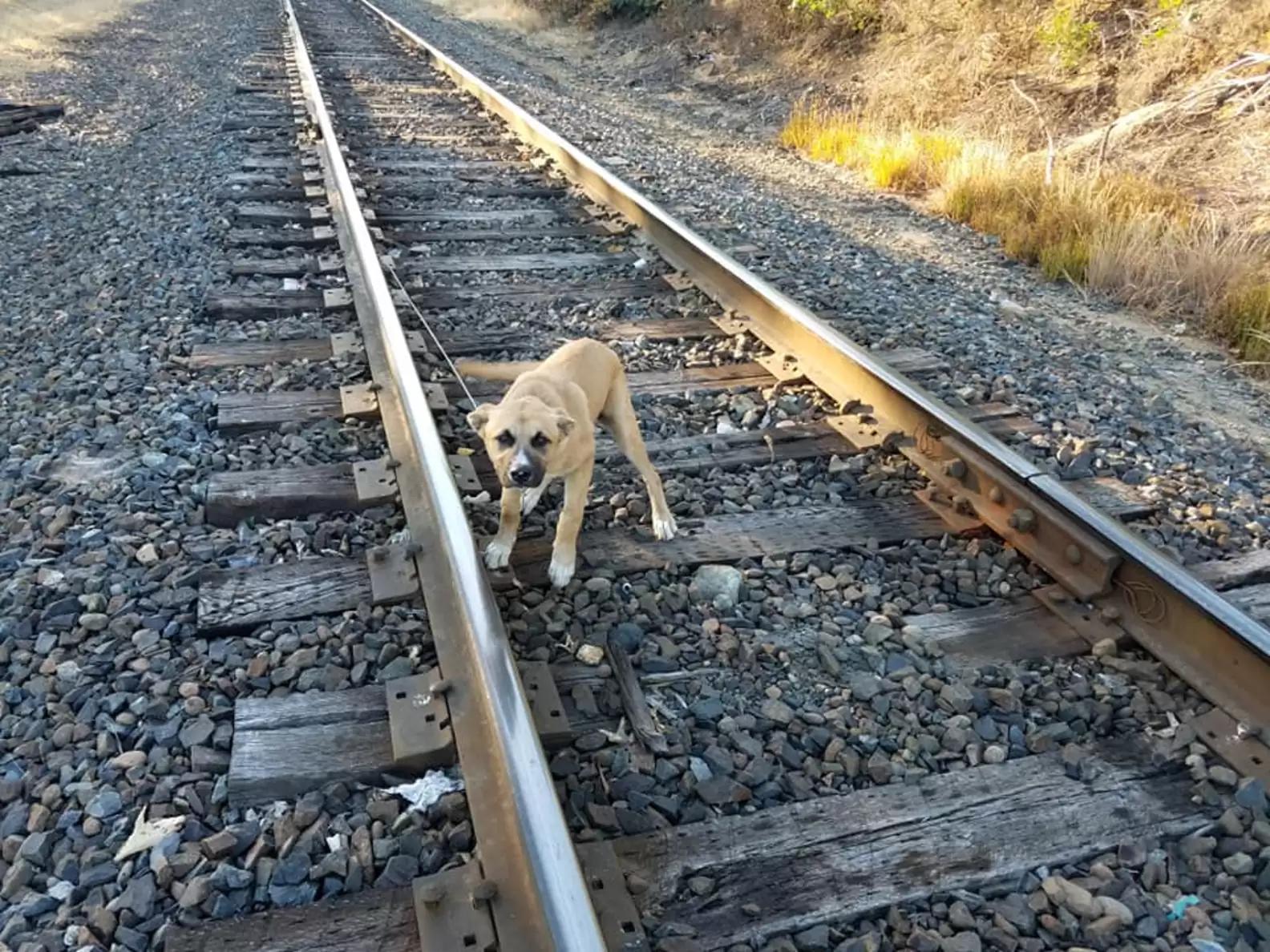 "A Hero's Tale: How One Man's Kindness Rescued a Helpless Dog from Certain Peril" - vnxaluan