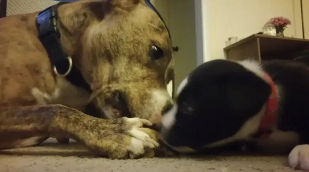 Unexpected Love Story: Police Officer Smitten by Adorable Puppy on Routine Call - vnxaluan