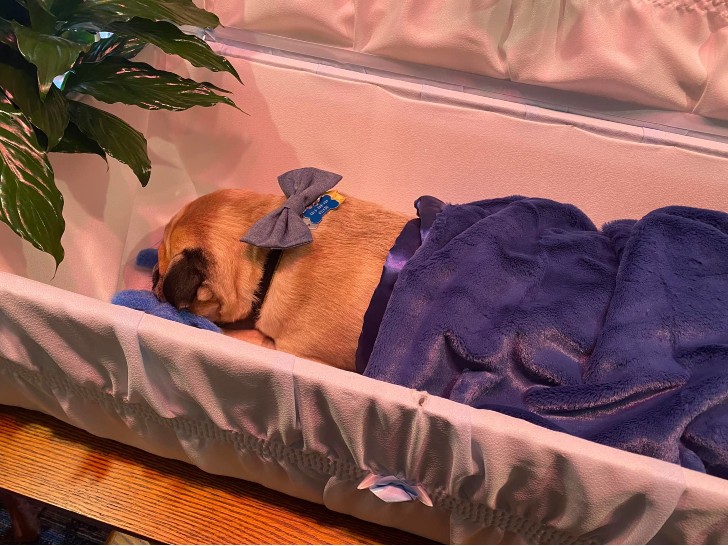 "Farewell to a Faithful Companion: Honoring Dexter's Memory with a Heartfelt Funeral Service"