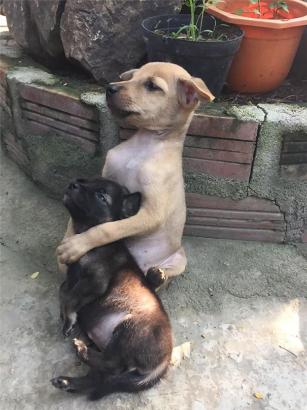 Two rescued dogs form a bond and constantly cuddle, taking care of each other, while also developing a unique sitting habit, showcasing the resilience and companionship that can develop between animals in need. – newsvaults.com