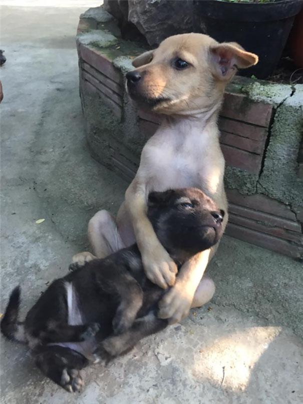 Two rescued dogs form a bond and constantly cuddle, taking care of each other, while also developing a unique sitting habit, showcasing the resilience and companionship that can develop between animals in need. – newsvaults.com