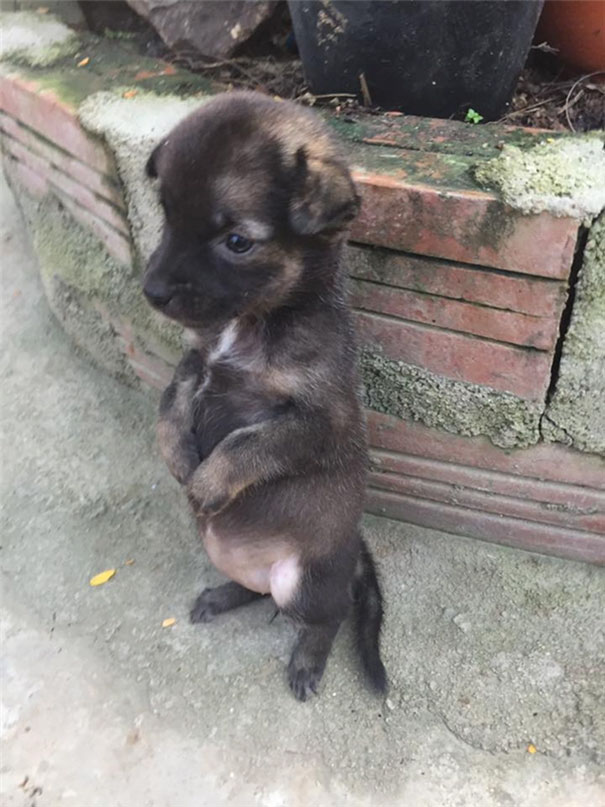 Two rescued dogs form a bond and constantly cuddle, taking care of each other, while also developing a unique sitting habit, showcasing the resilience and companionship that can develop between animals in need. – newsvaults.com