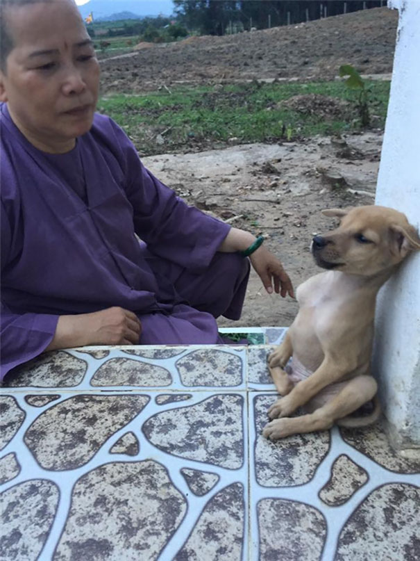 Two rescued dogs form a bond and constantly cuddle, taking care of each other, while also developing a unique sitting habit, showcasing the resilience and companionship that can develop between animals in need. – newsvaults.com