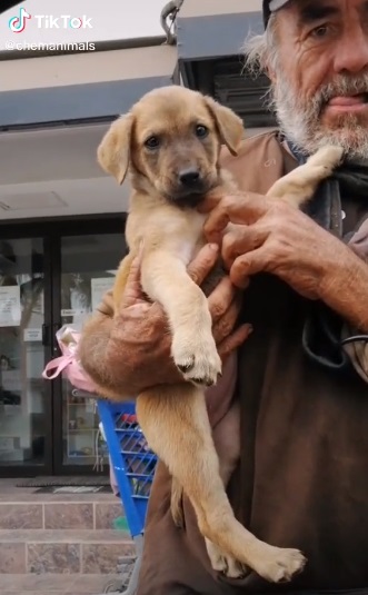 A homeless man pleads for help for his sick dog, emphasizing the bond and devotion between them, even in times of hardship. – newsvaults.com