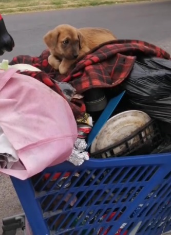 A homeless man pleads for help for his sick dog, emphasizing the bond and devotion between them, even in times of hardship. – newsvaults.com