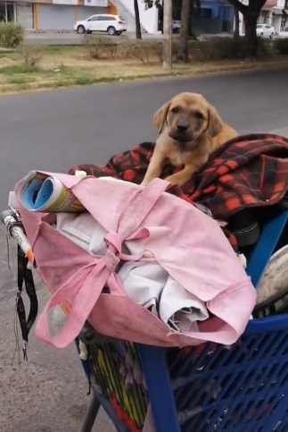 A homeless man pleads for help for his sick dog, emphasizing the bond and devotion between them, even in times of hardship. – newsvaults.com