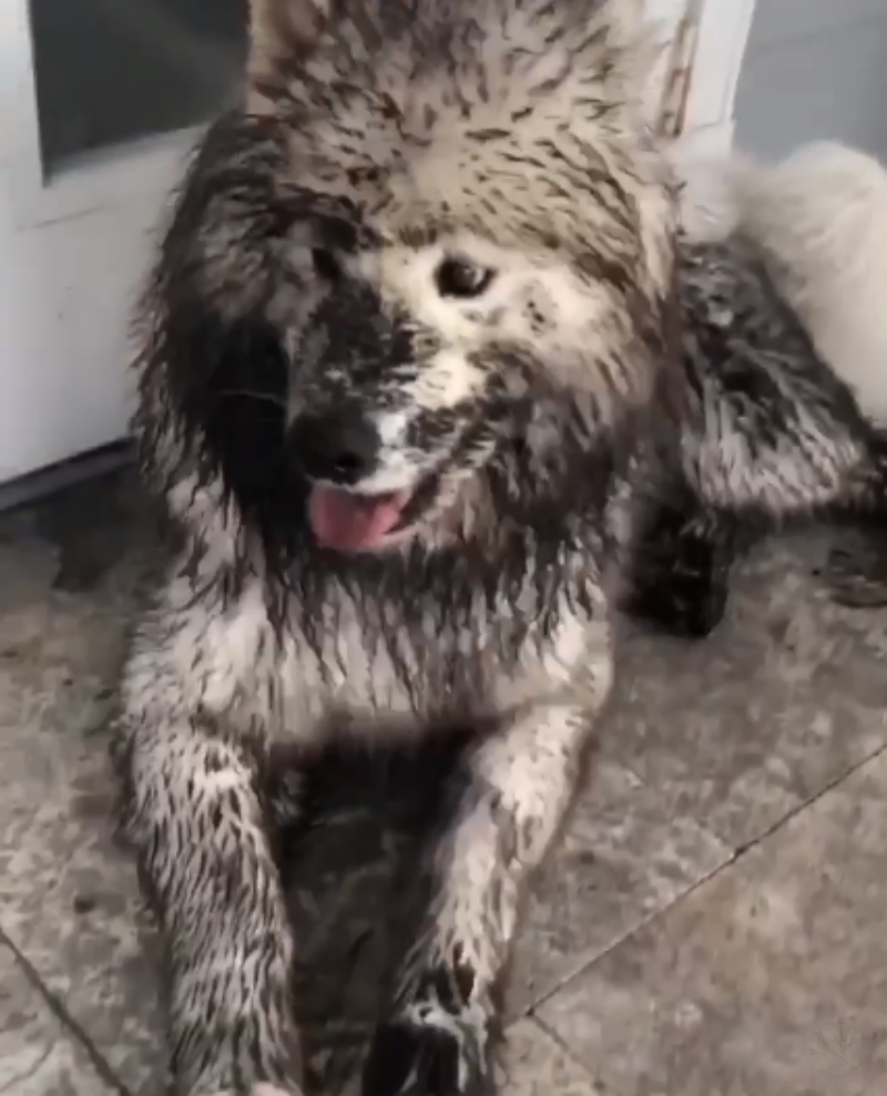 "Muddy Paws and Playful Antics: The Delightful Homecoming of Two Mischievous Samoyed Dogs"