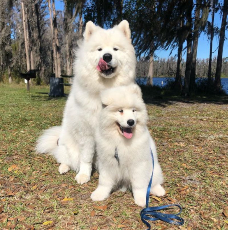 "Muddy Paws and Playful Antics: The Delightful Homecoming of Two Mischievous Samoyed Dogs"