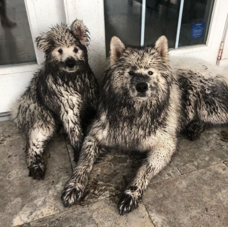 "Muddy Paws and Playful Antics: The Delightful Homecoming of Two Mischievous Samoyed Dogs"