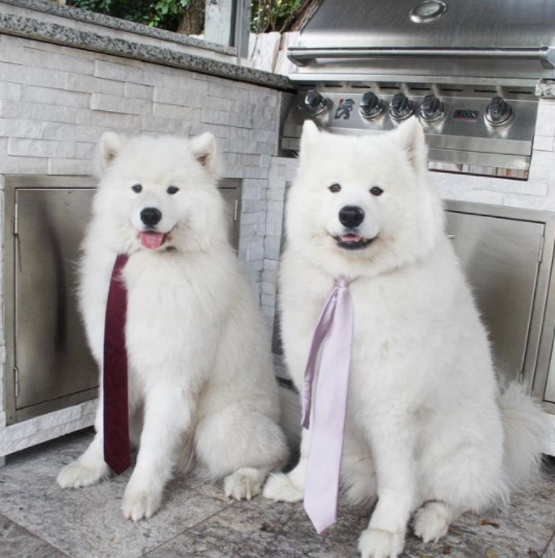 "Muddy Paws and Playful Antics: The Delightful Homecoming of Two Mischievous Samoyed Dogs"