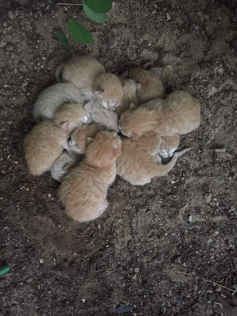 A heartwarming discovery of 8 hungry kittens snuggled up together for warmth. - Lillise