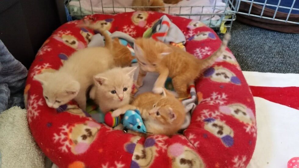 A heartwarming discovery of 8 hungry kittens snuggled up together for warmth. - Lillise