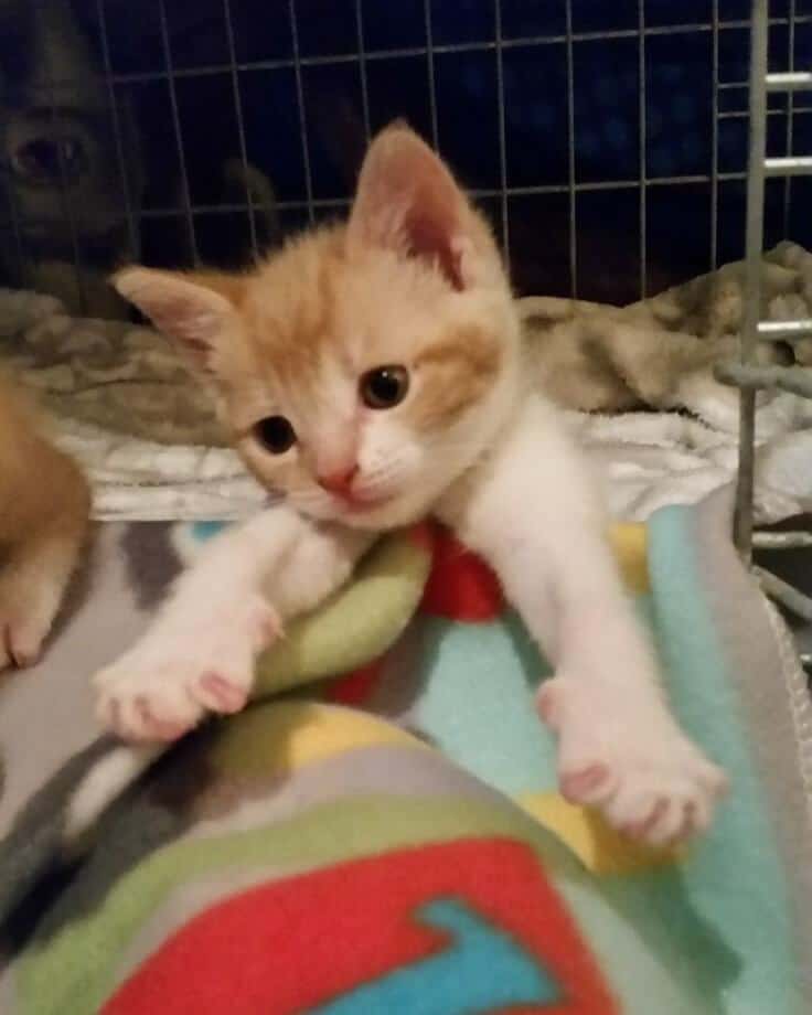 A heartwarming discovery of 8 hungry kittens snuggled up together for warmth. - Lillise