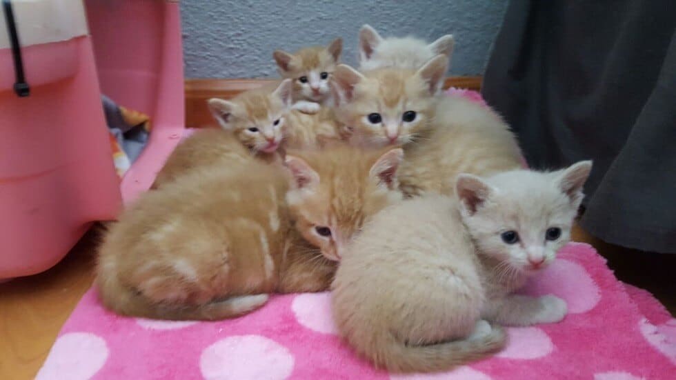 A heartwarming discovery of 8 hungry kittens snuggled up together for warmth. - Lillise