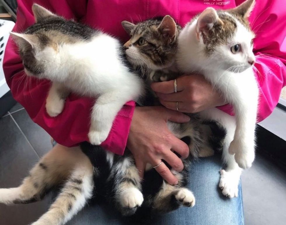 Joy brims in the hearts of a family as they settle into their new home, discovering a magical surprise—an adorable litter of kittens! - Lillise