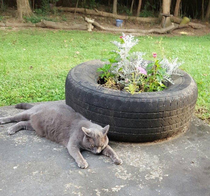 A woman moving into a new home unexpectedly becomes the chosen companion of a cat left behind by the previous owners, forging an unforeseen connection of companionship. - Lillise