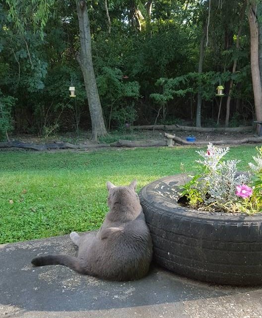 A woman moving into a new home unexpectedly becomes the chosen companion of a cat left behind by the previous owners, forging an unforeseen connection of companionship. - Lillise