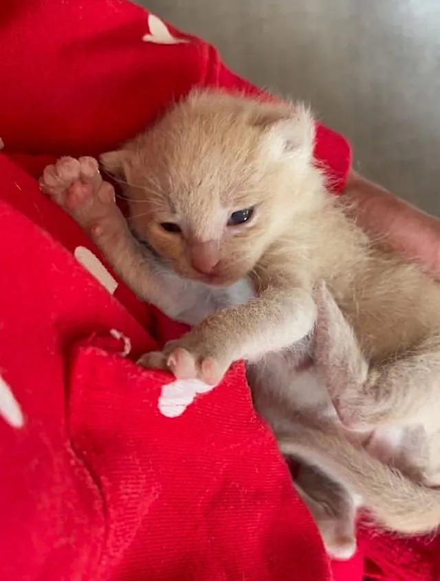 Kitten Melts into Cat Who Accepts Her as His Own, and Can't Get Enough of His Attention - Lillise