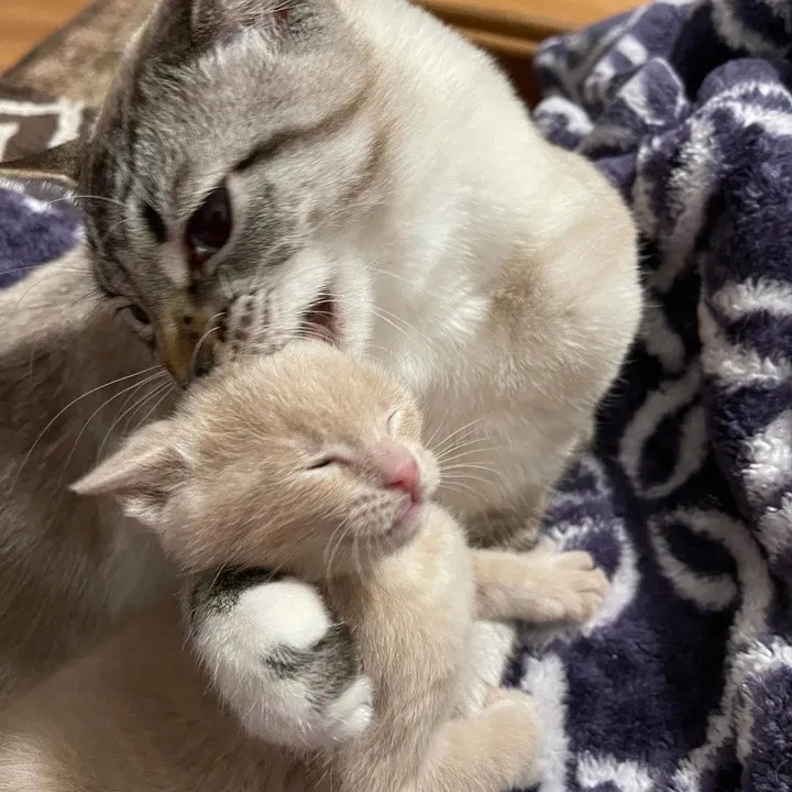 Kitten Melts into Cat Who Accepts Her as His Own, and Can't Get Enough of His Attention - Lillise