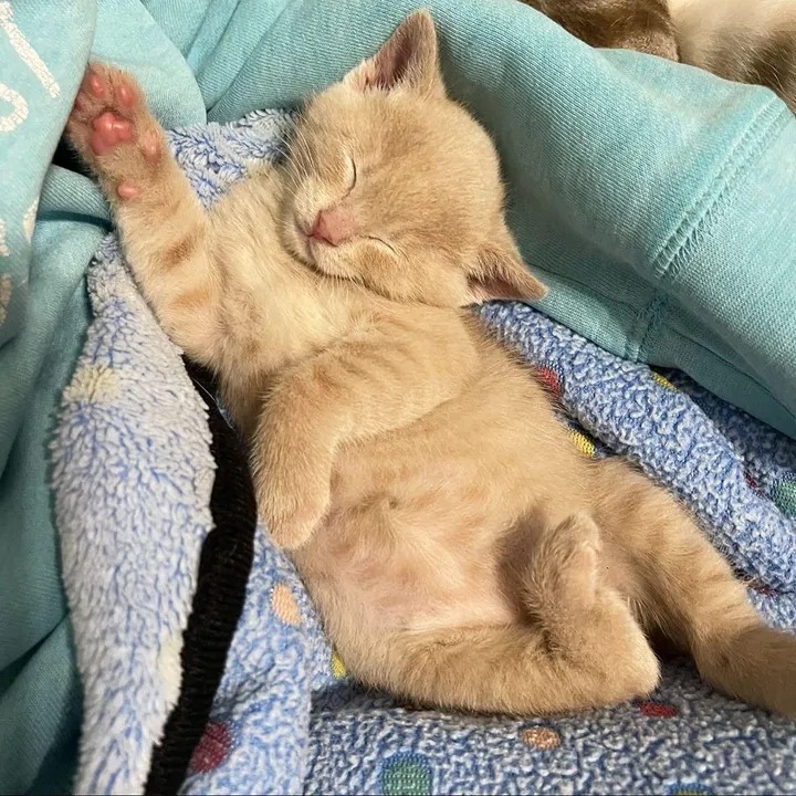 Kitten Melts into Cat Who Accepts Her as His Own, and Can't Get Enough of His Attention - Lillise