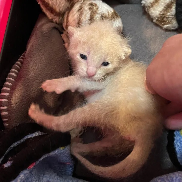 Kitten Melts into Cat Who Accepts Her as His Own, and Can't Get Enough of His Attention - Lillise