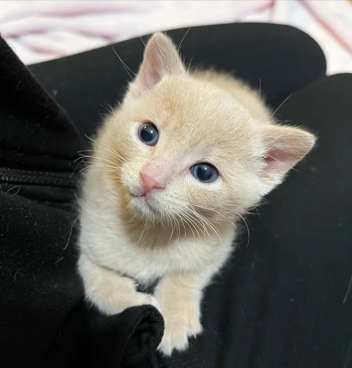 Kitten Melts into Cat Who Accepts Her as His Own, and Can't Get Enough of His Attention - Lillise