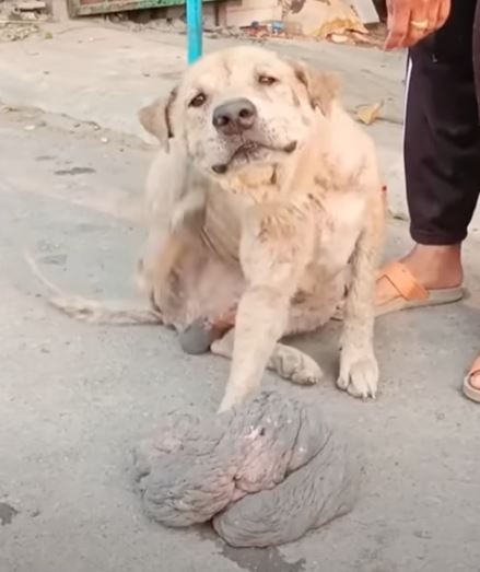 A dog in pain suffers from a giant mushroom-like tumor growing on its leg, leading to a rescue operation to alleviate its suffering. – newsvaults.com