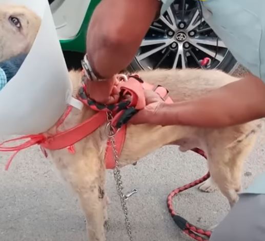 A dog in pain suffers from a giant mushroom-like tumor growing on its leg, leading to a rescue operation to alleviate its suffering. – newsvaults.com