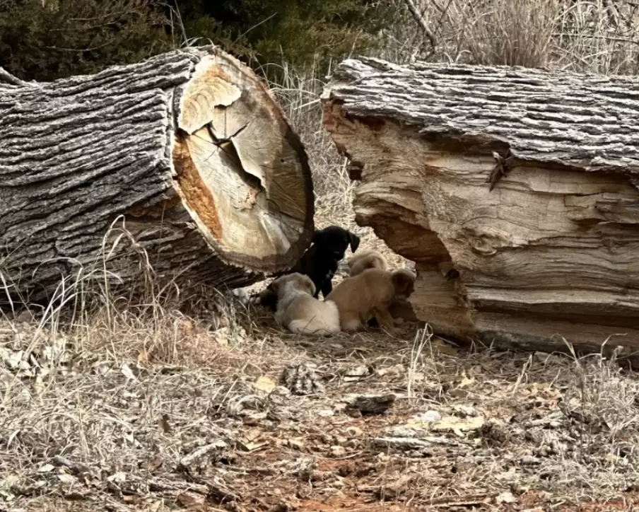 "Unleashed: How a Canine Encounter in a Parking Lot Unveiled an Unexpected Discovery"