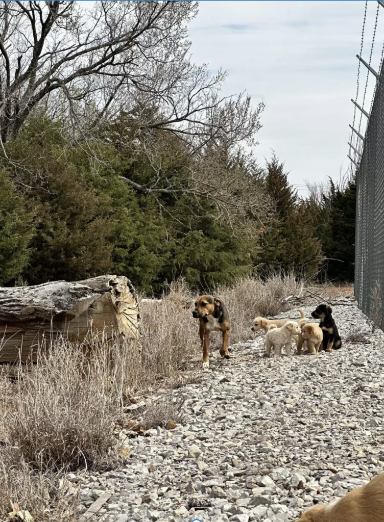 "Unleashed: How a Canine Encounter in a Parking Lot Unveiled an Unexpected Discovery"