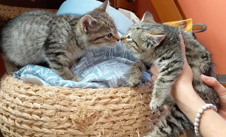 Rescuer Saves Bobtail Kitten and Goes Back to Find Her Brother - Lillise