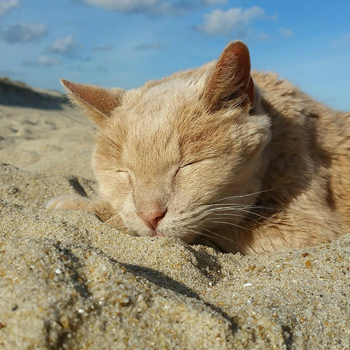 A woman embraces a 21-year-old cat abandoned by his owner, offering him the best days of his remaining life in a loving forever home. - Lillise