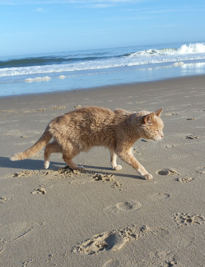 A woman embraces a 21-year-old cat abandoned by his owner, offering him the best days of his remaining life in a loving forever home. - Lillise