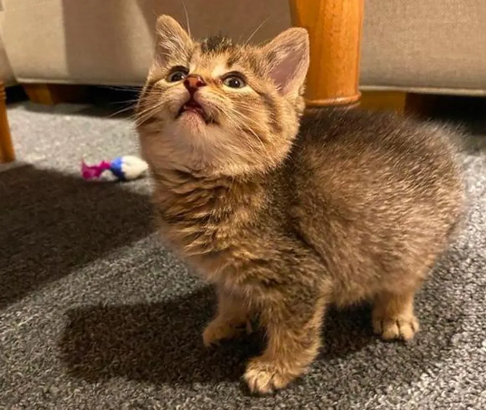 Kitten that Hops Like a Bunny, Turns into the Happiest Cat with Endearing Personality - Lillise