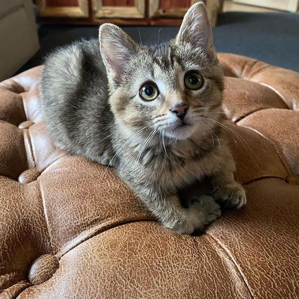 Kitten that Hops Like a Bunny, Turns into the Happiest Cat with Endearing Personality - Lillise