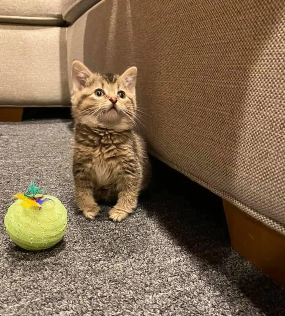 Kitten that Hops Like a Bunny, Turns into the Happiest Cat with Endearing Personality - Lillise