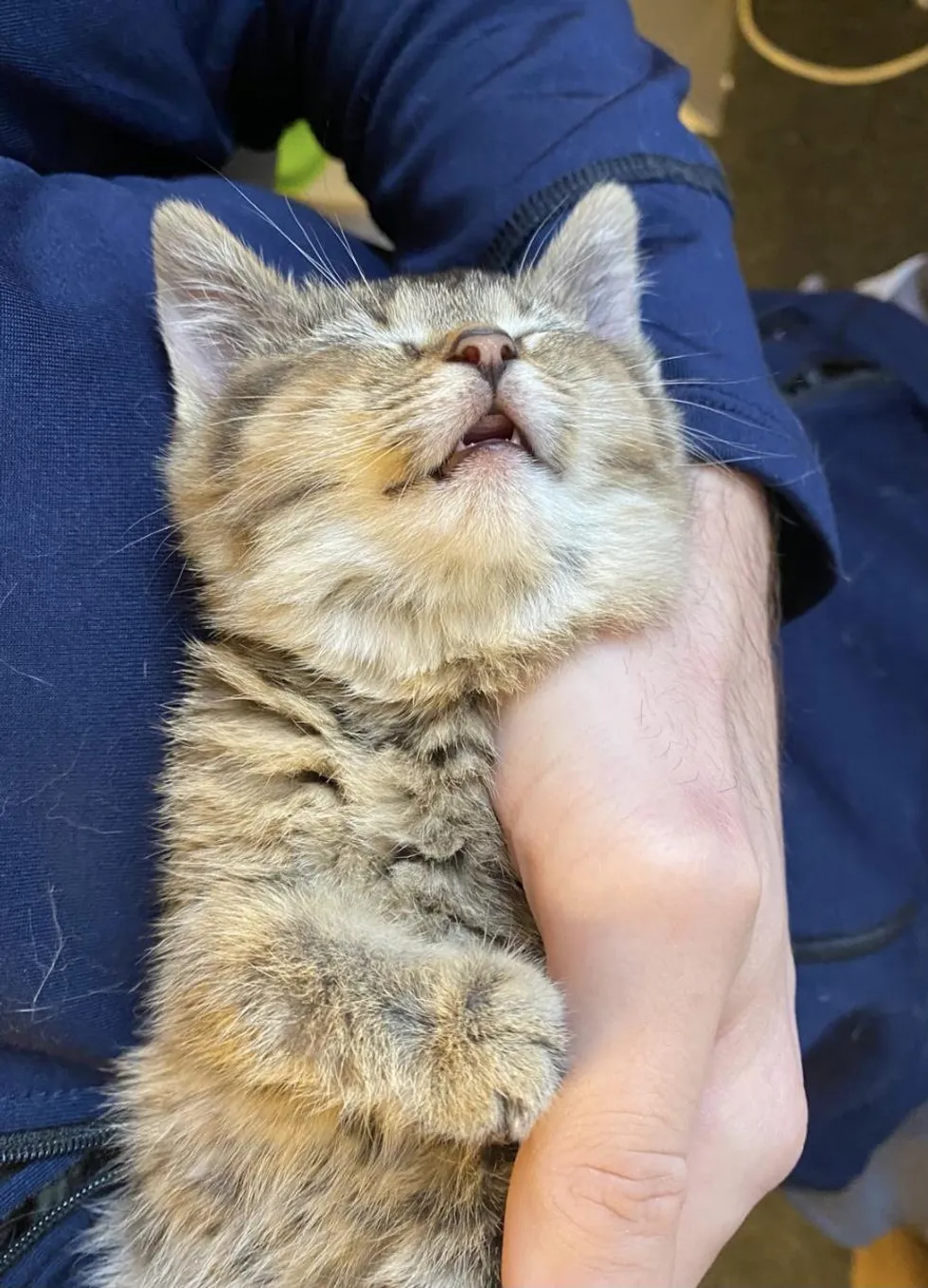 Kitten that Hops Like a Bunny, Turns into the Happiest Cat with Endearing Personality - Lillise