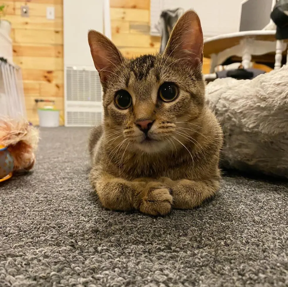 Kitten that Hops Like a Bunny, Turns into the Happiest Cat with Endearing Personality - Lillise