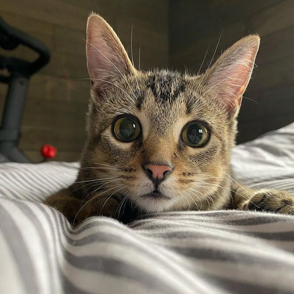 Kitten that Hops Like a Bunny, Turns into the Happiest Cat with Endearing Personality - Lillise