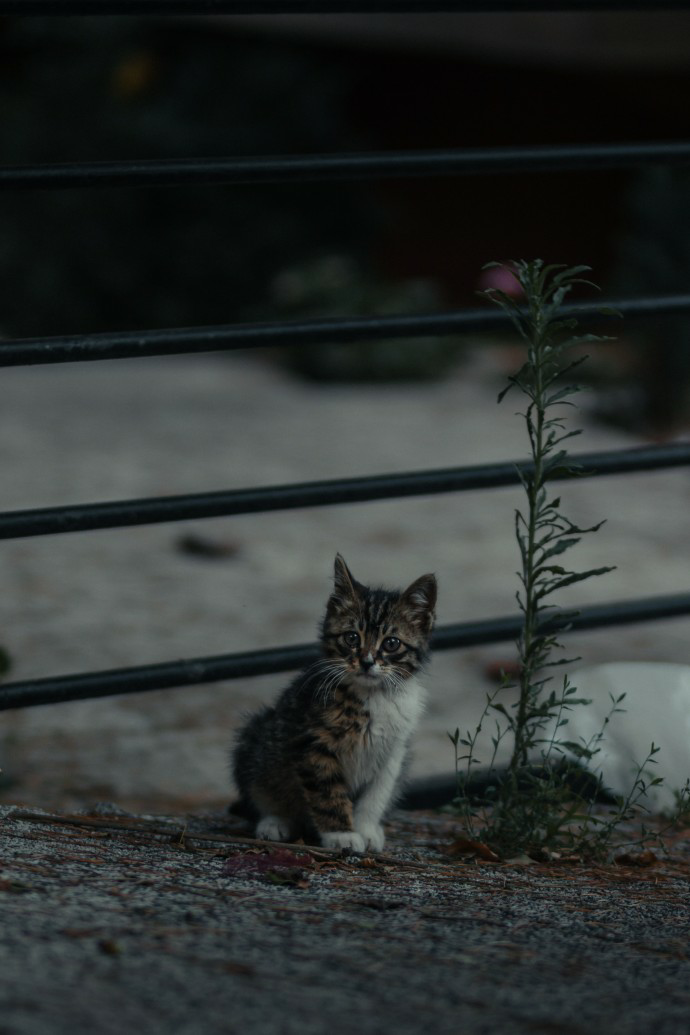 Boy scouts show kindness and compassion by creating shelters from storage totes to save stray cats from winter weather. - Lillise