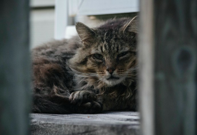 Boy scouts show kindness and compassion by creating shelters from storage totes to save stray cats from winter weather. - Lillise