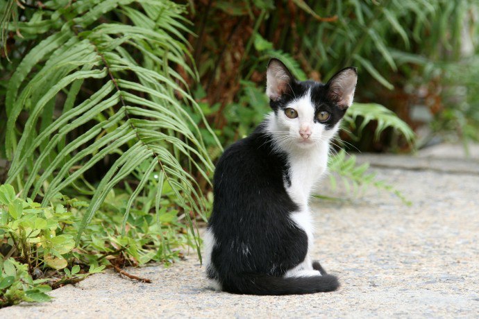 Boy scouts show kindness and compassion by creating shelters from storage totes to save stray cats from winter weather. - Lillise