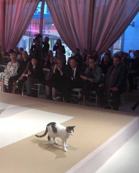 Uninvited cat steals the show at a fashion event, bringing excitement and fun. - Lillise