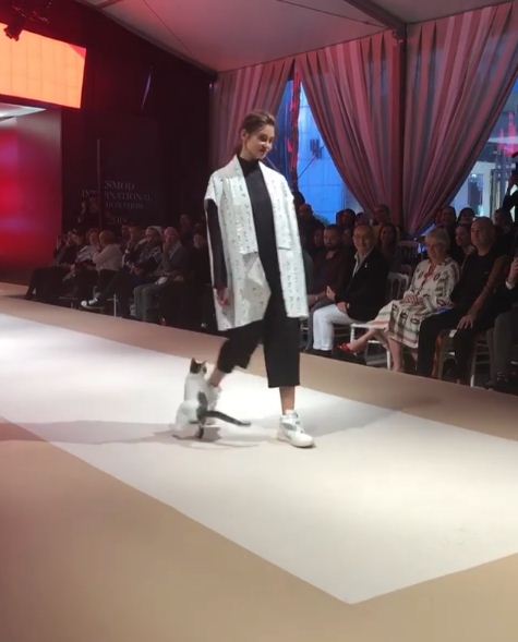 Uninvited cat steals the show at a fashion event, bringing excitement and fun. - Lillise